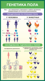 Стенд по биологии «Генетика пола»